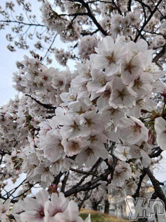 甲府デリヘル甲府人妻城(コウフヒトヅマジョウ)しき(36)の2026年3月31日写メブログ「困った～」