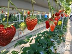 甲府デリヘル甲府人妻城(コウフヒトヅマジョウ) しき(36)の2月28日写メブログ「風やばぁー😱」