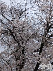 甲府デリヘル甲府人妻城(コウフヒトヅマジョウ) しき(36)の3月27日写メブログ「夜風が…」