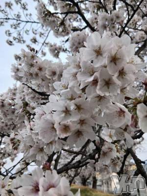 甲府デリヘル 甲府人妻城(コウフヒトヅマジョウ) しき(36)の3月31日写メブログ「困った～」