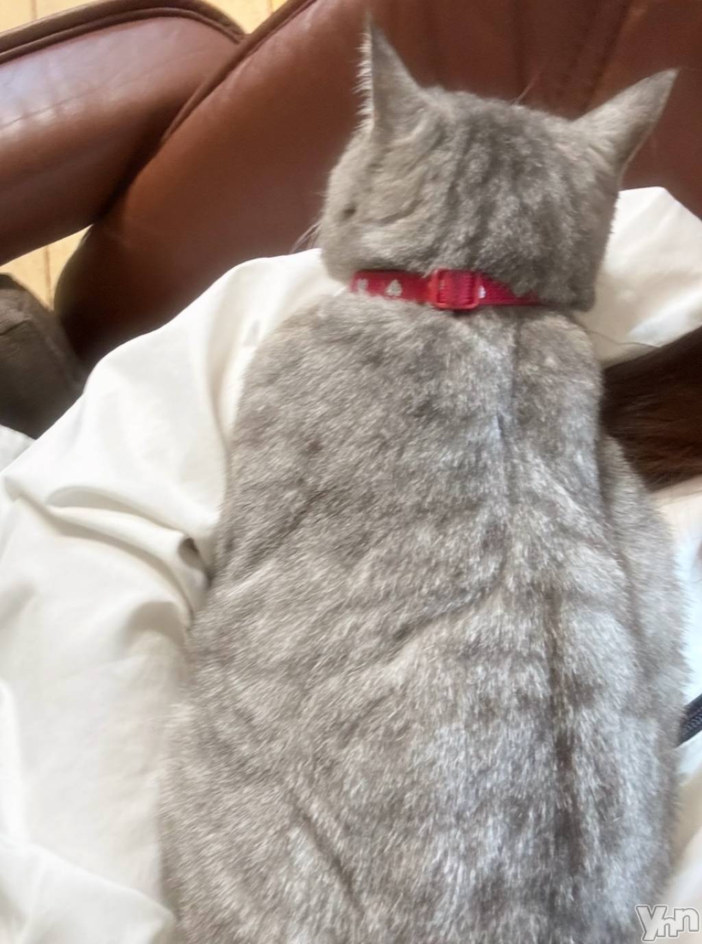 ���ܥ���Х��顦�����CLUB WONDER(����� ������) ��2026ǯ2��8���̥�֥����֤椿��ݡ�