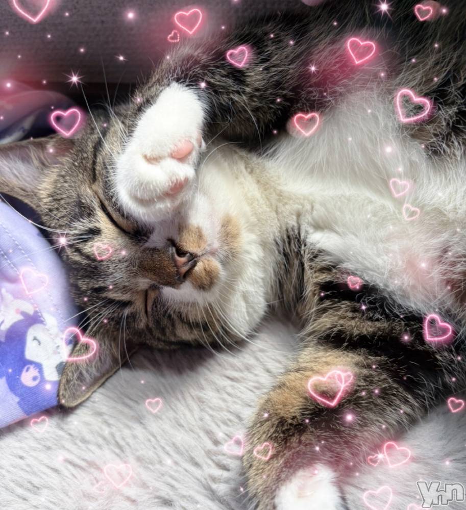 ���ܥ���Х��顦�����CLUB WONDER(����� ������) �ʤ���7��16���̥�֥�����🐱��