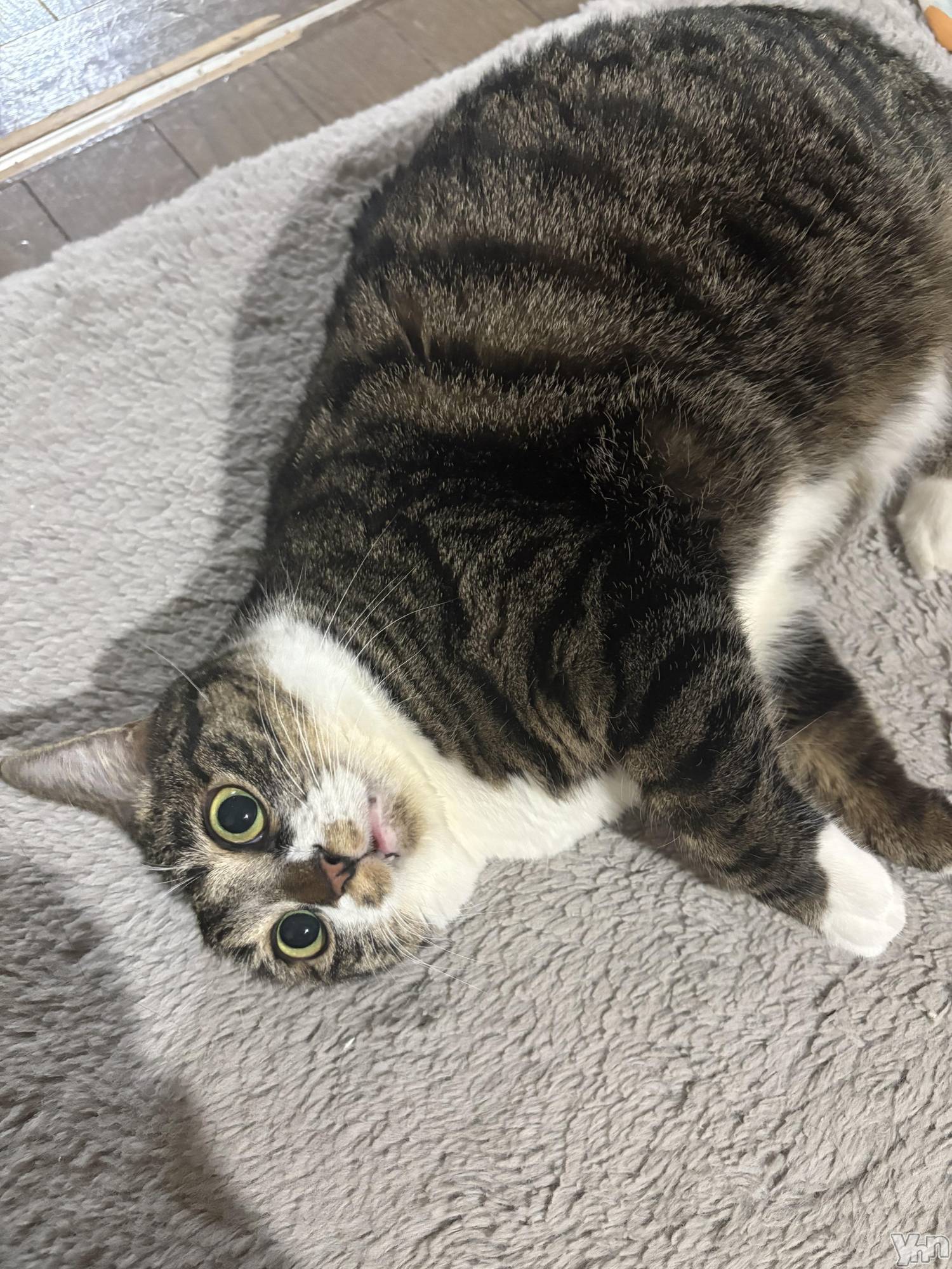 ���ܥ���Х��顦�����CLUB WONDER(����� ������) ��2026ǯ3��29���̥�֥����֤ˤ��褦🐱🐾��