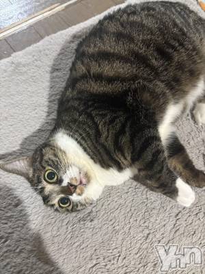 ���ܥ���Х��顦�����CLUB WONDER(����� ������) �ʤ�(20)��3��29���̥�֥����֤ˤ��褦🐱🐾��