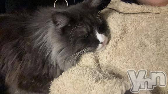 甲府ソープオレンジハウス るか(24)の3月7日写メブログ「🩶ねこ自慢🩶」