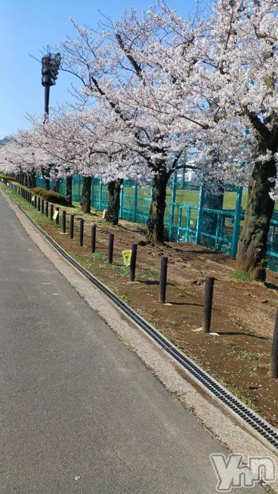 甲府デリヘル甲府人妻隊(コウフヒトヅマタイ) ちえ(47)の4月3日写メブログ「明日から出勤します❣️」