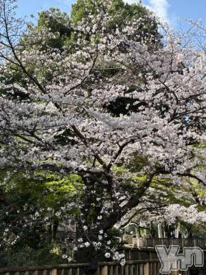 甲府デリヘル 甲府人妻隊(コウフヒトヅマタイ) ちえ(47)の3月27日写メブログ「今日は出掛ける途中」