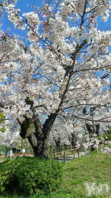 甲府デリヘル 甲府人妻隊(コウフヒトヅマタイ) ちえ(47)の4月7日写メブログ「桜吹雪」