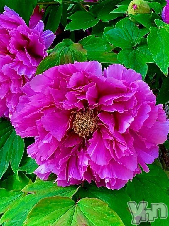 甲府デリヘル甲府人妻隊(コウフヒトヅマタイ)まどか(48)の2026年4月4日写メブログ「祝、1号✨✨」