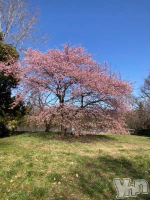 甲府デリヘル 甲府人妻隊(コウフヒトヅマタイ) まどか(48)の4月2日写メブログ「明日からです」