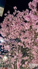 石和ソープ石和クリスタル(イサワクリスタル) ちとせ(24)の4月3日写メブログ「ちとせとの約束🎀」