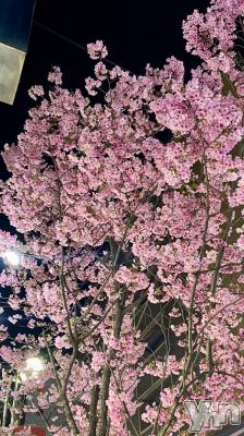 石和ソープ 石和クリスタル(イサワクリスタル) ちとせ(24)の4月3日写メブログ「ちとせとの約束🎀」