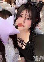 🐱ペルシャ猫が乗っている🐱