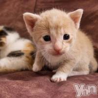 甲府ソープ オレンジハウスの12月29日お店速報「今年31日まで営業中です♪」