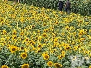 甲府デリヘルLOVE CLOVER(ラブクローバー)いずみ(25)の2019年8月4日写メブログ「出勤しました??」