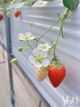 甲府デリヘルLOVE CLOVER(ラブクローバー)いずみ(25)の2020年3月20日写メブログ「苺狩り?」