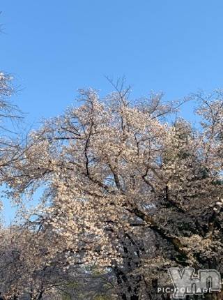 甲府デリヘルLOVE CLOVER(ラブクローバー)いずみ(25)の2020年4月5日写メブログ「ありがとう?」