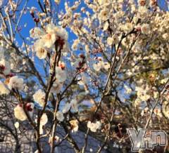 甲府デリヘルLOVE CLOVER(ラブクローバー) いずみ(26)の2月23日写メブログ「お花見」