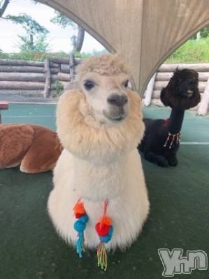 甲府デリヘル LOVE CLOVER(ラブクローバー) いずみ(26)の9月16日写メブログ「アルパカ～！」