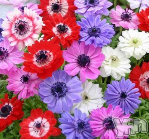 甲府デリヘルLOVE CLOVER(ラブクローバー) あやめ(38)の3月23日写メブログ「有り難うございました☆」