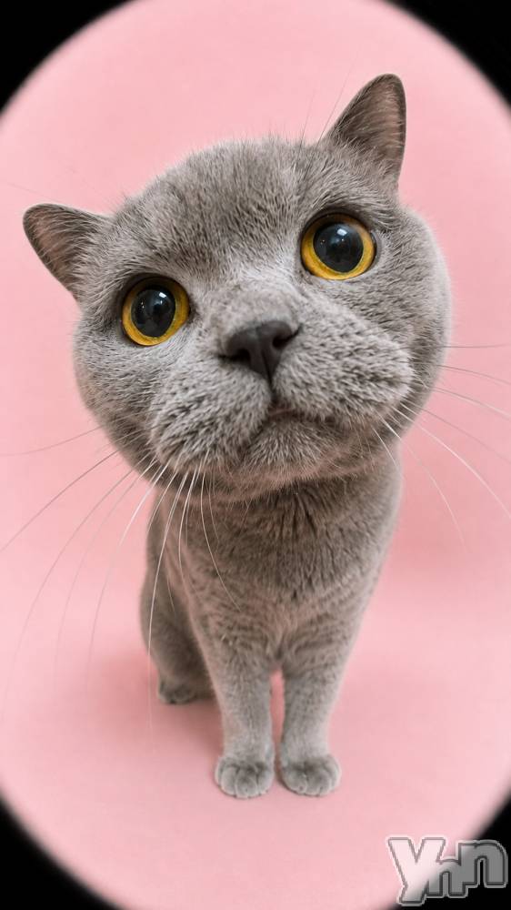 ���ܥ���Х��顦�����CLUB HEARTS(����֥ϡ���) ����9��5���̥�֥�����🐱��