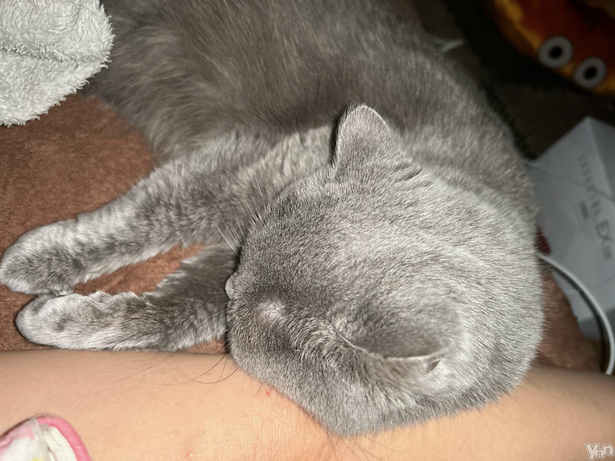 ���ܥ���Х��顦�����CLUB HEARTS(����֥ϡ���) ��2024ǯ2��11���̥�֥����֥ϥ������