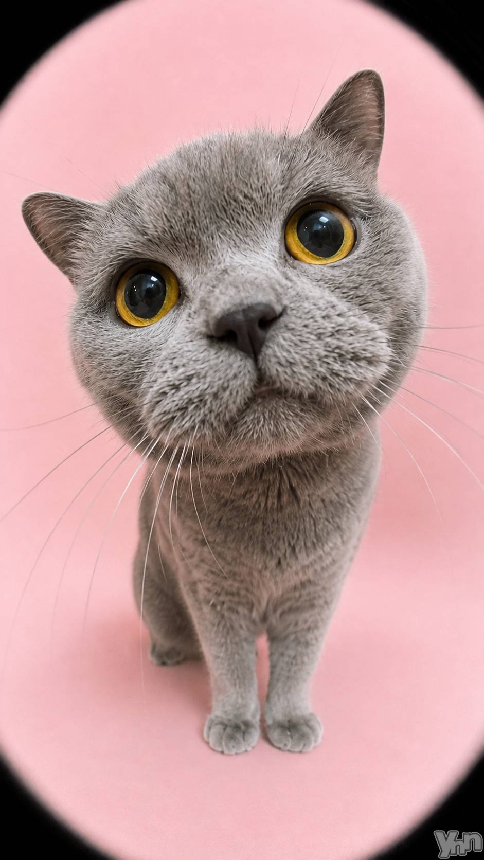���ܥ���Х��顦�����CLUB HEARTS(����֥ϡ���) ��2026ǯ9��5���̥�֥�����🐱��