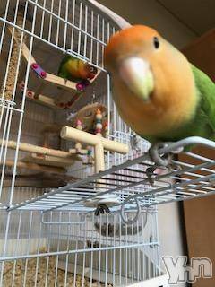 甲府デリヘル山梨人妻デリヘルNoと言えない女達(ヤマナシヒトヅマデリヘルノートイエナイオンナタチ) まや(34)の1月24日写メブログ「=E3=83=80=E3=82=A6=E3=83=B3...?=」