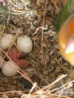 甲府デリヘル山梨人妻デリヘルNoと言えない女達(ヤマナシヒトヅマデリヘルノートイエナイオンナタチ)まや(34)の2018年2月1日写メブログ「ハッピーニュース♪」