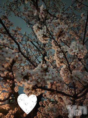 甲府デリヘルLOVE CLOVER(ラブクローバー) ちかこ(30)の4月9日写メブログ「夜桜🌸」