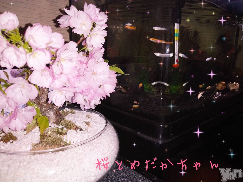 ���ܥ���Х��顦�����Entertainment Club HANA��BUSA(���󥿡��ƥ����ȥ���֡��ϥʥ֥�) ��Τ��4��11���̥�֥�����✿��