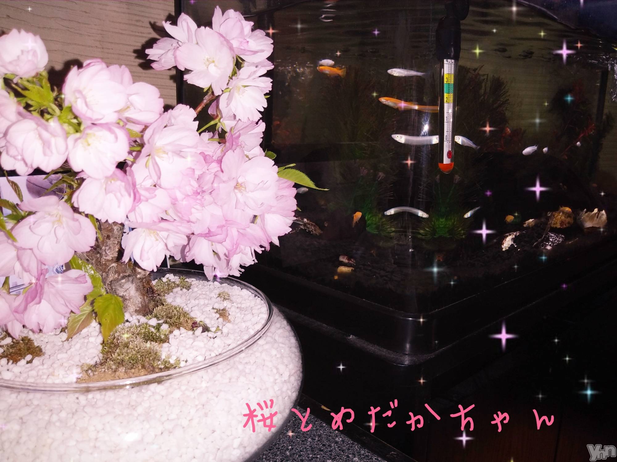 ���ܥ���Х��顦�����Entertainment Club HANA��BUSA(���󥿡��ƥ����ȥ���֡��ϥʥ֥�) ��2019ǯ4��11���̥�֥�����✿��