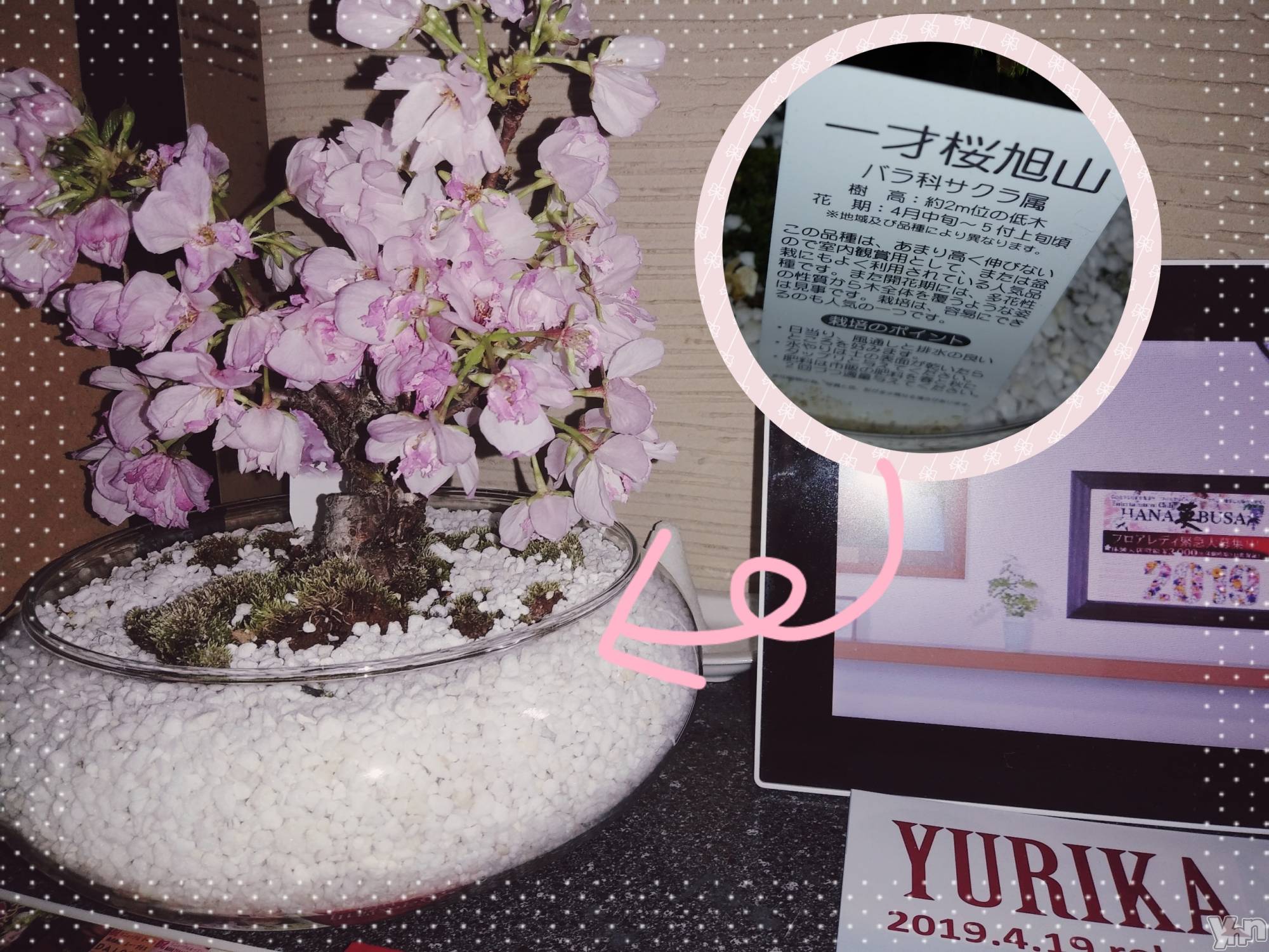 ���ܥ���Х��顦�����Entertainment Club HANA��BUSA(���󥿡��ƥ����ȥ���֡��ϥʥ֥�) ��2019ǯ4��13���̥�֥�����꙳⋆*&nbsp;❀��