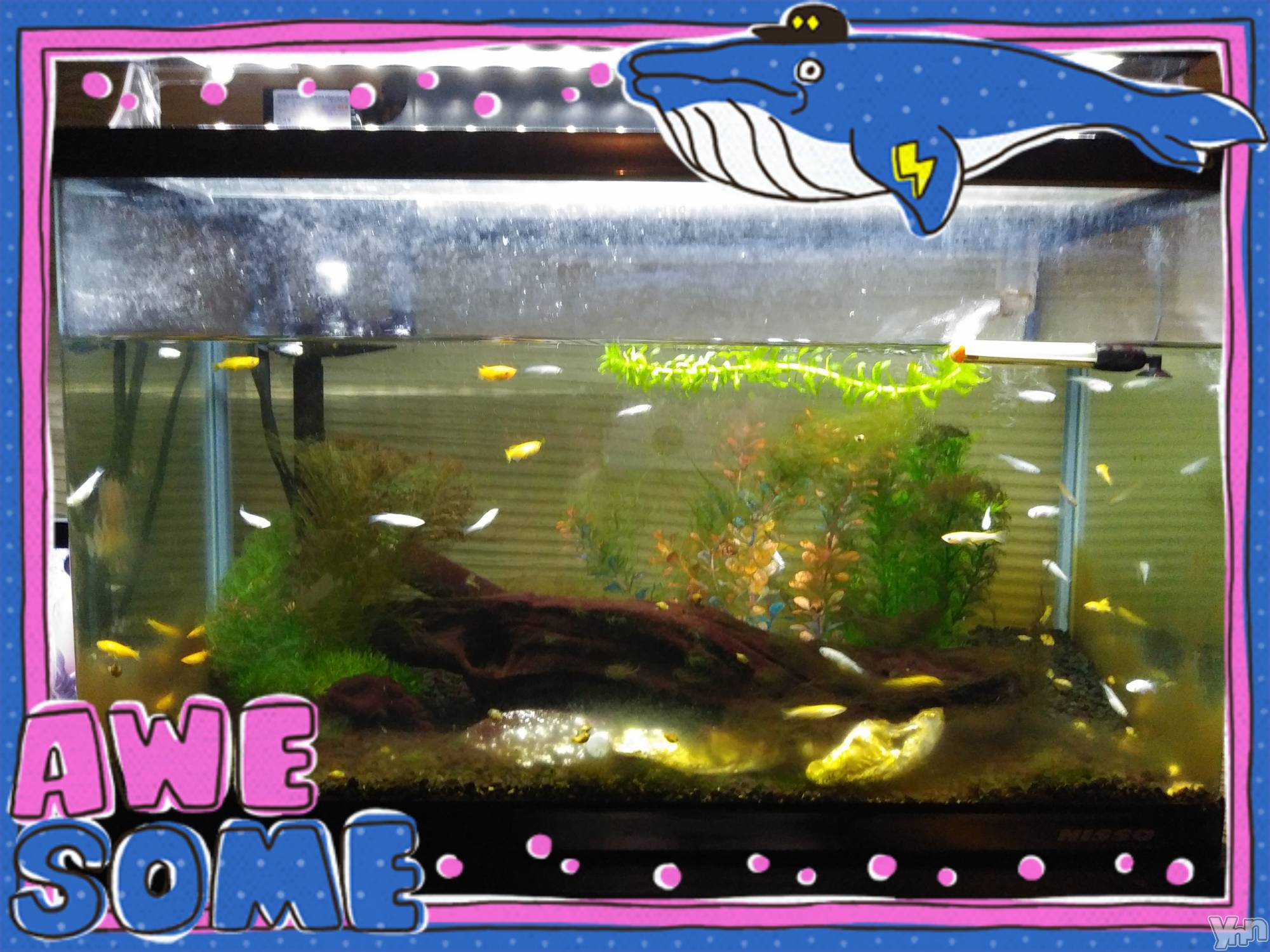 ���ܥ���Х��顦�����Entertainment Club HANA��BUSA(���󥿡��ƥ����ȥ���֡��ϥʥ֥�) ��2019ǯ7��18���̥�֥����֤����(&nbsp;���꒳​���ᐢ&nbsp;)��