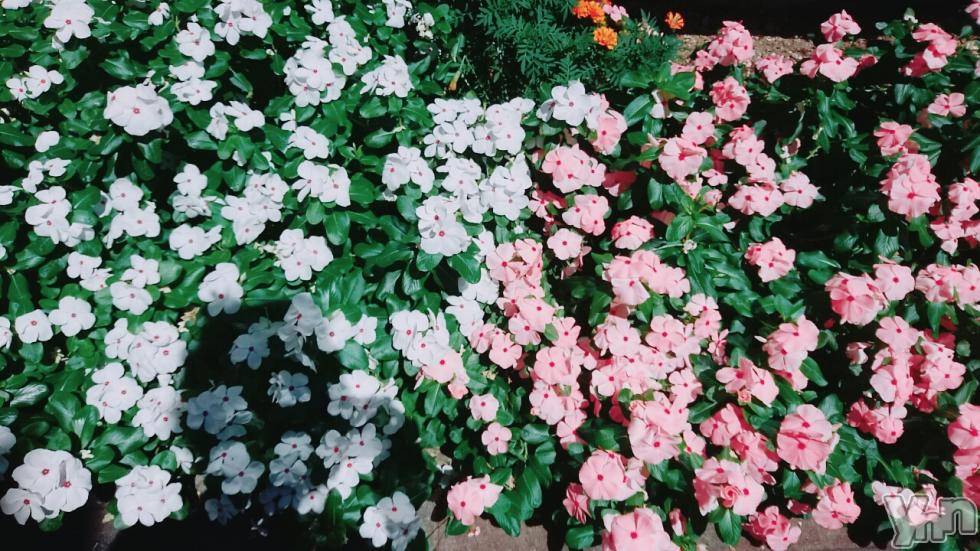 ���ܥ���Х��顦�����Entertainment Club HANA��BUSA(���󥿡��ƥ����ȥ���֡��ϥʥ֥�) ������4��13���̥�֥�����4��13�� 21��32ʬ�μ̥�֥�����