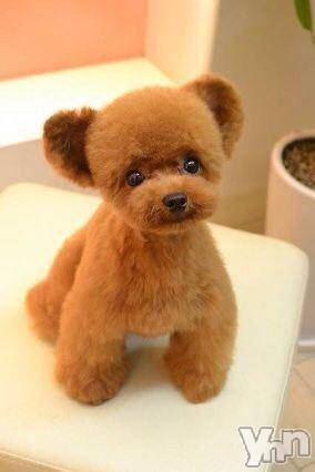 ���ܥ���Х��顦�����Entertainment Club HANA��BUSA(���󥿡��ƥ����ȥ���֡��ϥʥ֥�) ������2��15���̥�֥����֤����