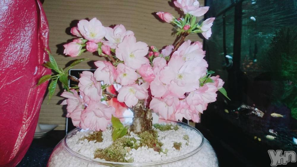 ���ܥ���Х��顦�����Entertainment Club HANA��BUSA(���󥿡��ƥ����ȥ���֡��ϥʥ֥�) ������4��10���̥�֥�����🌸��