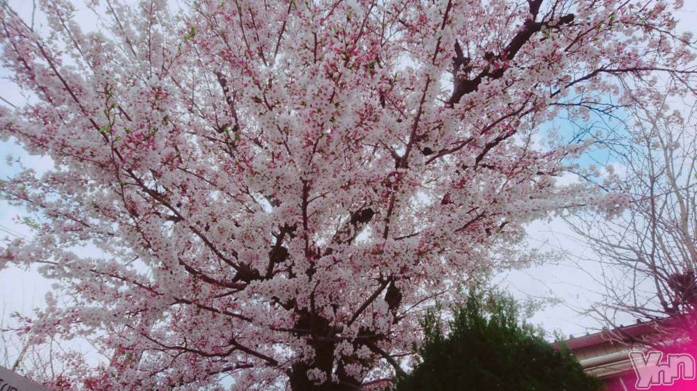 ���ܥ���Х��顦�����Entertainment Club HANA��BUSA(���󥿡��ƥ����ȥ���֡��ϥʥ֥�) ������4��13���̥�֥�����🌸��