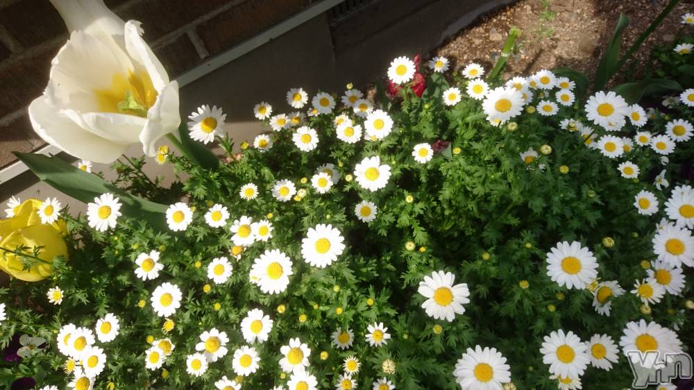 ���ܥ���Х��顦�����Entertainment Club HANA��BUSA(���󥿡��ƥ����ȥ���֡��ϥʥ֥�) ������4��19���̥�֥����֤����