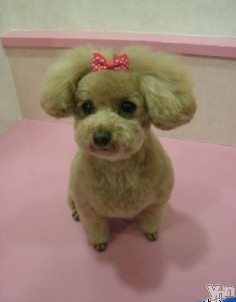 ���ܥ���Х��顦�����Entertainment Club HANA��BUSA(���󥿡��ƥ����ȥ���֡��ϥʥ֥�) ������6��21���̥�֥����֤����