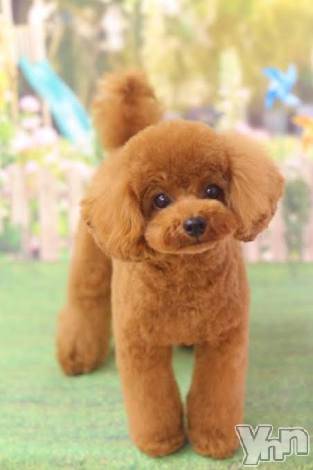 ���ܥ���Х��顦�����Entertainment Club HANA��BUSA(���󥿡��ƥ����ȥ���֡��ϥʥ֥�) ������11��13���̥�֥�����❤��