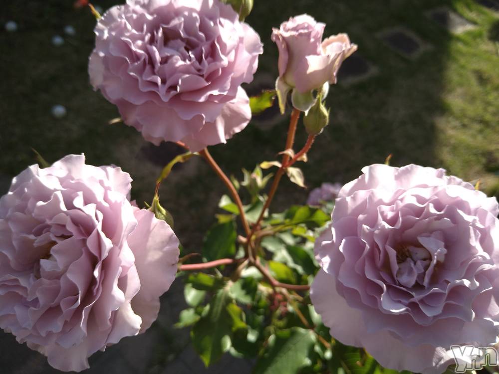 ���ܥ���Х��顦�����Entertainment Club HANA��BUSA(���󥿡��ƥ����ȥ���֡��ϥʥ֥�) ������6��26���̥�֥�����🌹��