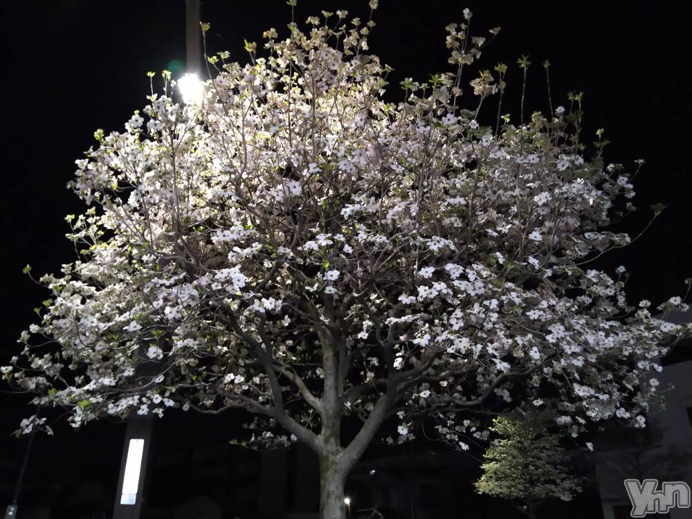 ���ܥ���Х��顦�����Entertainment Club HANA��BUSA(���󥿡��ƥ����ȥ���֡��ϥʥ֥�) ������4��9���̥�֥����֤����