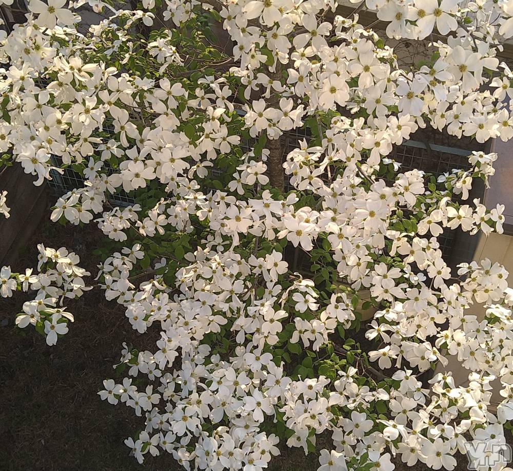 ���ܥ���Х��顦�����Entertainment Club HANA��BUSA(���󥿡��ƥ����ȥ���֡��ϥʥ֥�) ������4��29���̥�֥�����💐��