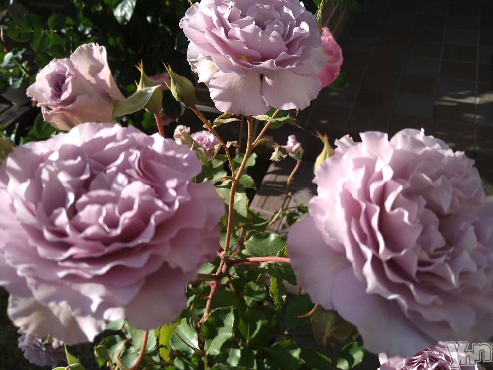 ���ܥ���Х��顦�����Entertainment Club HANA��BUSA(���󥿡��ƥ����ȥ���֡��ϥʥ֥�) ������9��25���̥�֥�����🌹•*��*•.��