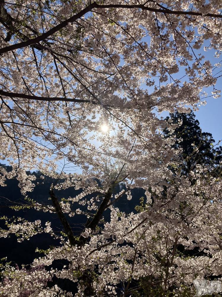 ���ܥ���Х��顦�����Entertainment Club HANA��BUSA(���󥿡��ƥ����ȥ���֡��ϥʥ֥�) ������4��19���̥�֥�����🌸��