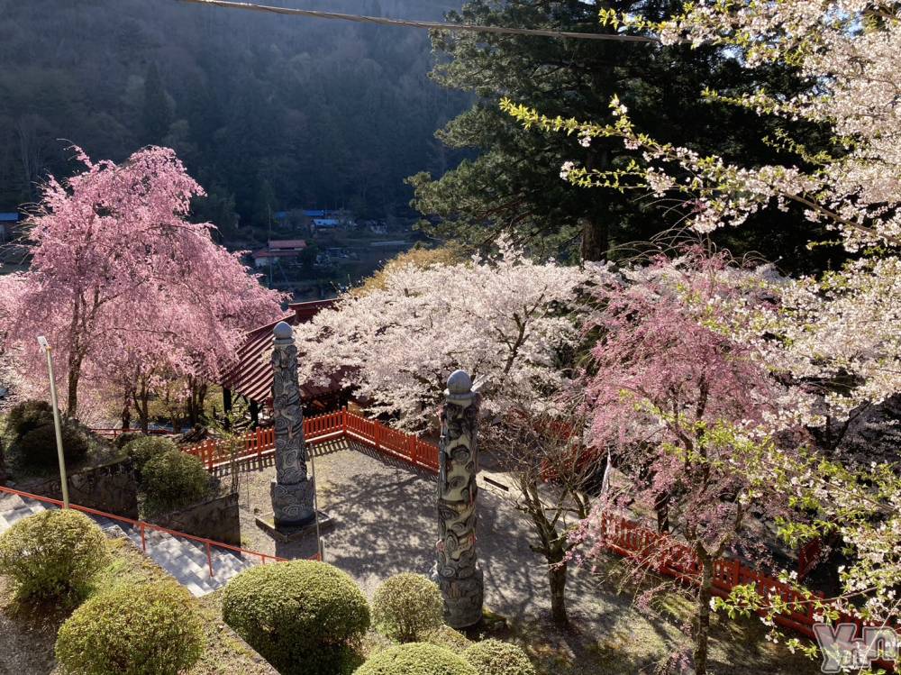 ���ܥ���Х��顦�����Entertainment Club HANA��BUSA(���󥿡��ƥ����ȥ���֡��ϥʥ֥�) ������4��20���̥�֥�����🌸��