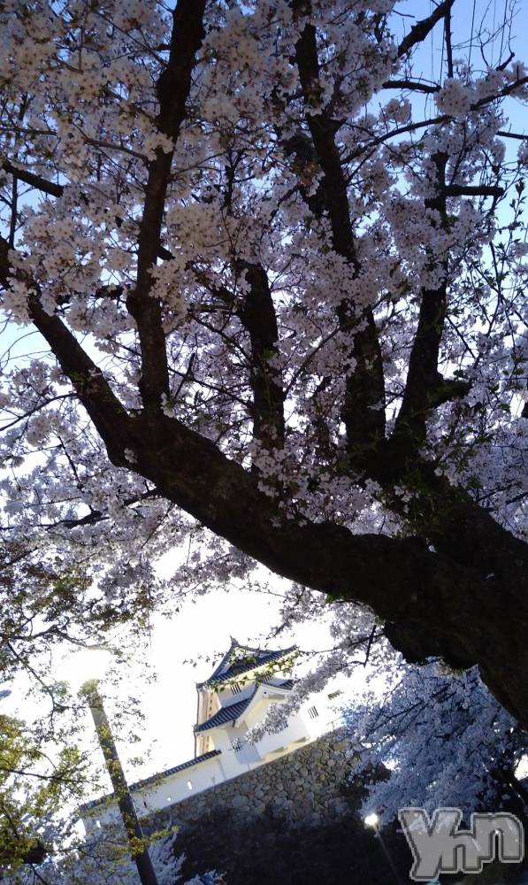 ���ܥ���Х��顦�����Entertainment Club HANA��BUSA(���󥿡��ƥ����ȥ���֡��ϥʥ֥�) ������4��9���̥�֥�����🌸��