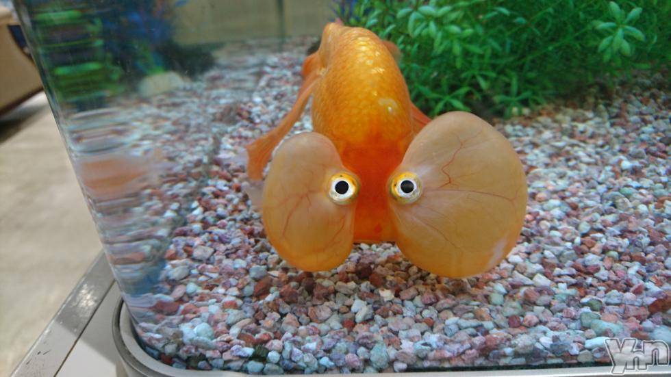 ���ܥ���Х��顦�����Entertainment Club HANA��BUSA(���󥿡��ƥ����ȥ���֡��ϥʥ֥�) ��2018ǯ9��22���̥�֥����֤����