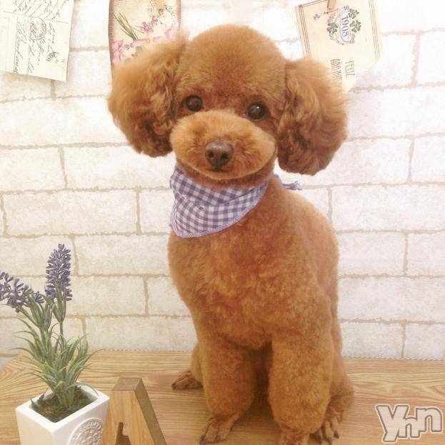 ���ܥ���Х��顦�����Entertainment Club HANA��BUSA(���󥿡��ƥ����ȥ���֡��ϥʥ֥�) ��2019ǯ2��27���̥�֥����֤�֡�